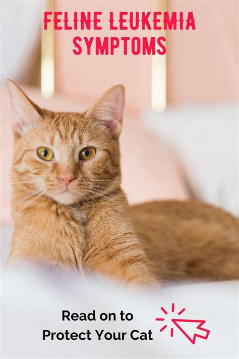 an orange cat laying on top of a bed next to a pink wall with the words ...