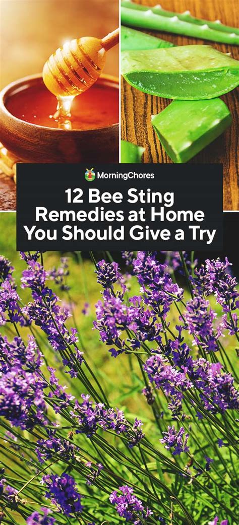 12 Bee Sting Remedies at Home You Should Give a Try