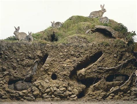 konijnenhol - Google zoeken | Rabbit habitat, Rabbit burrow, Rabbit