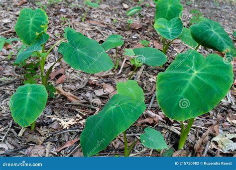 Colocasia Esculenta is a Tropical Plant Grown Primarily for Edible Corms,a Root Vegetable Most ...