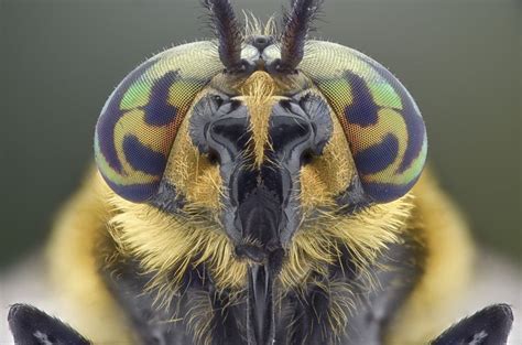 These Close-Up Shots of Tropical Bugs Are Beautifully Frightening | Macro photos, Insects ...