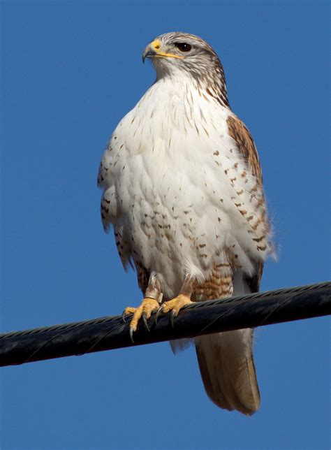 Ferruginous Hawk | San Diego Bird Spot