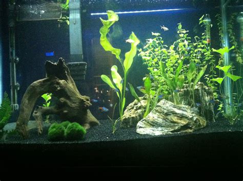 30 gallon freshwater tropical planted aquarium | Planted aquarium, Aquarium fish, Aquarium