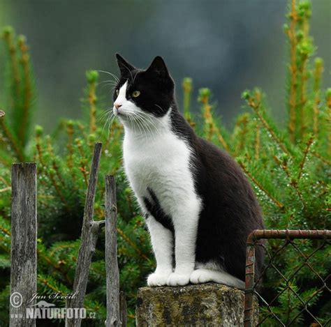 Felis silvestris, f. catus Pictures, Domestic Cat Images, Nature Wildlife Photos | NaturePhoto