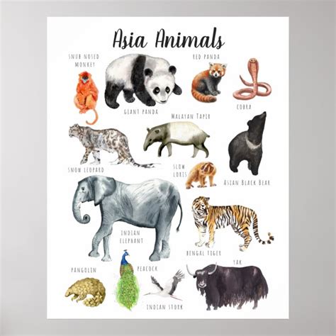 Asia Animals | Education Learning Classroom Poster | Zazzle.com