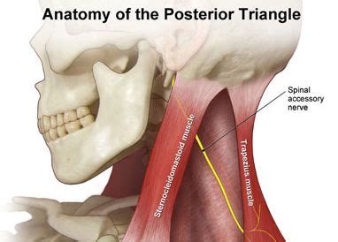 Compression or irritation to this nerve can result in pain at the lower ...