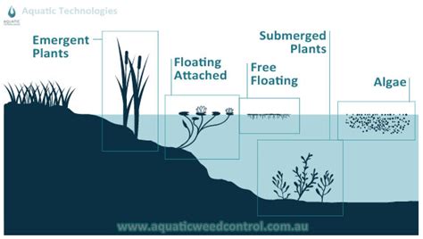 Submerged Freshwater Aquatic Plants Identification