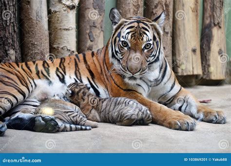 Malayan tigers stock image. Image of female, beautiful - 103869201