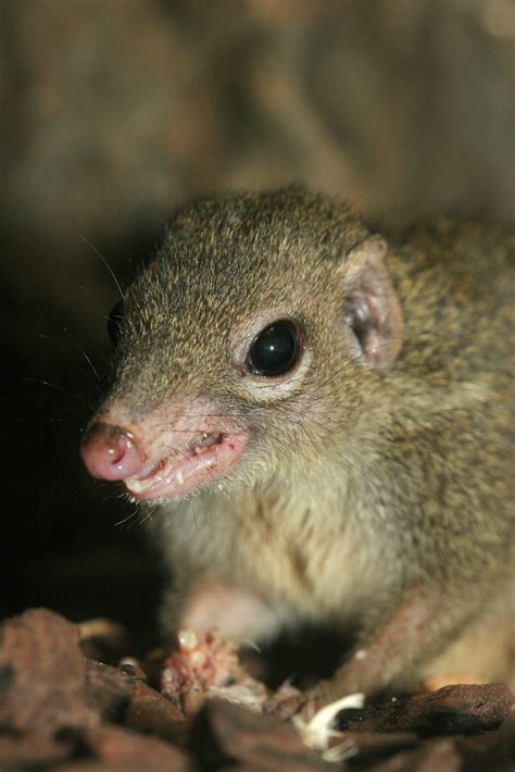 Common Treeshrew (Selected Mammals Of Borneo) · iNaturalist