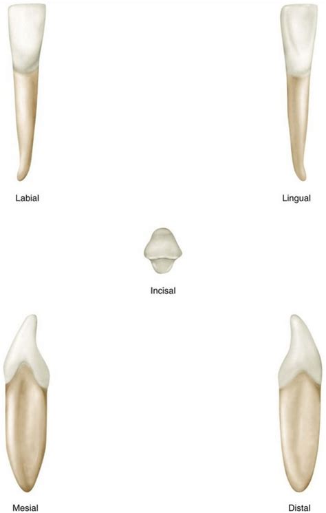 Maxillary Lateral Incisor