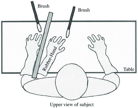 Illustration of the Rubber Hand Illusion. Note. Adapted from Peled et... | Download Scientific ...