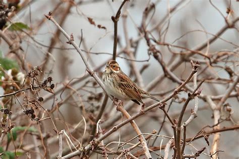 Little Bunting by Dominic Mitchell - BirdGuides