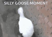 Silly Goose GIF - Silly Goose - Discover & Share GIFs