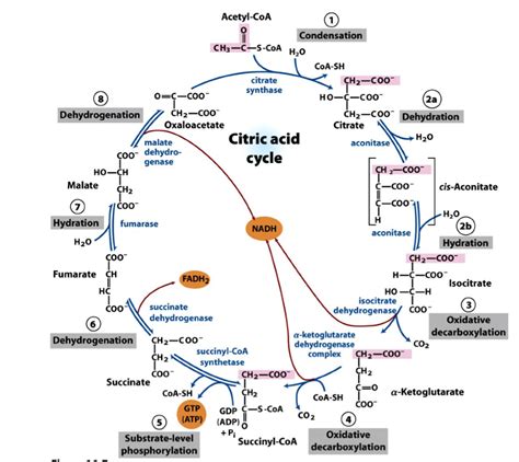 Solved Acetyl-CoA Condensation CoA-SH citrate synthase Ho | Chegg.com