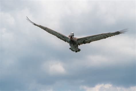 Close up of Flying Pelican · Free Stock Photo