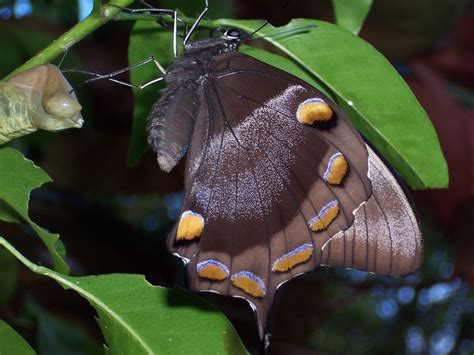 Africanaussie: The emergence of the Ulysses butterfly at last!