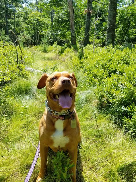 6 mile hike to end some time off from work. Mona Lisa Vito approves : r/pitbulls