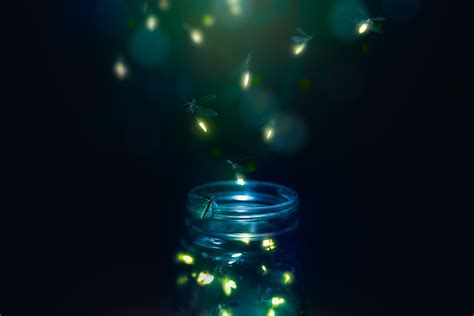 How to Attract Fireflies to Your Property - Grit