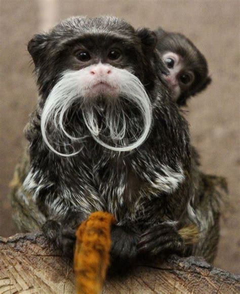 Meet this Tiny Mustachioed Monkey Picture | Cutest baby animals from around the world - ABC News