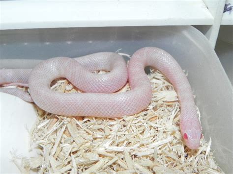 Blizzard Kingsnake for Sale