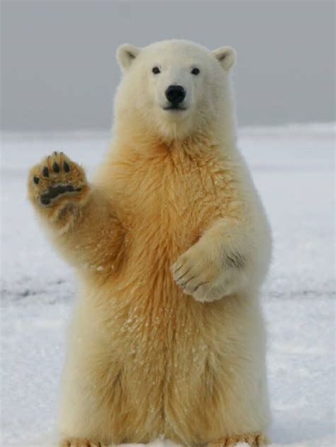 Unveiling the Largest Polar Bear on Record - Animals Around The Globe