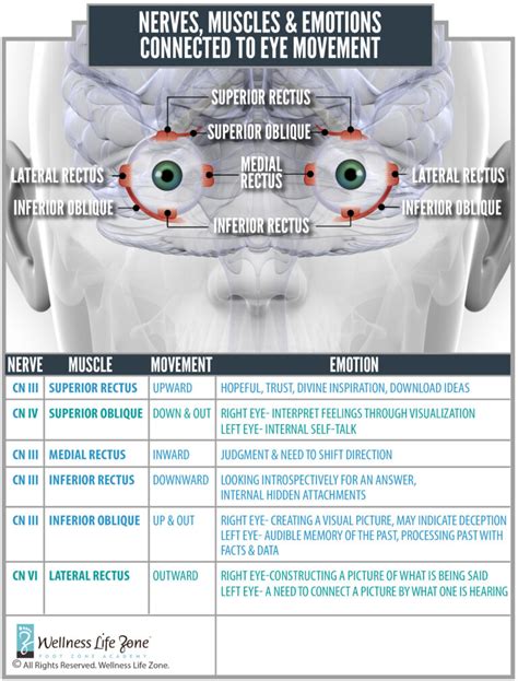 Cranial Nerves For Your Eye | Foot Zoning | Wellness Life Zone