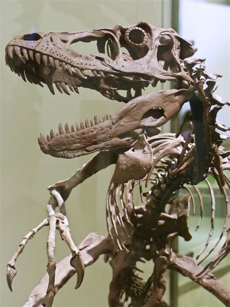 Velociraptor at the Americian Museum of Natural History, NYC, NY. © Mark Ryan | Prehistoric ...