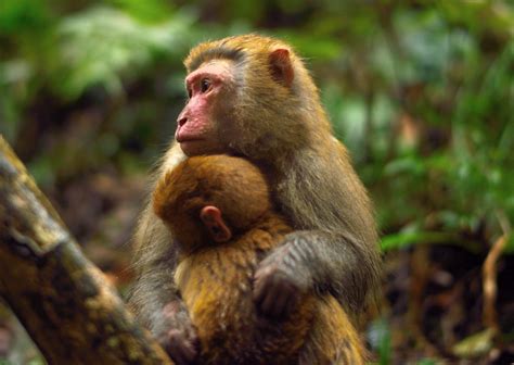 Wild Monkeys in Zhangjiajie National Park, Travel Photos of Zhangjiajie - Easy Tour China