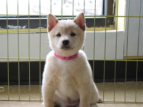 Shiba Inu Puppy | Female cream shiba inu puppy about 7 weeks… | Flickr