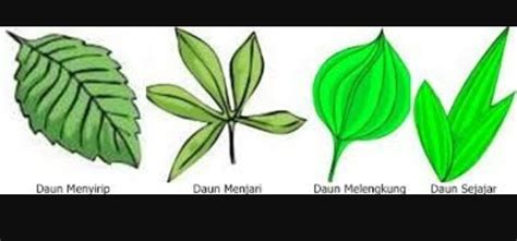 20+ Gambar Daun Menyirip Menjari Dan Sejajar , Ide Terkini!