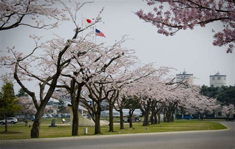 Cherry blossoms in bloom around Misawa > Misawa Air Base > Article Display