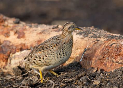 Button Quail: Characteristics, Care & Health