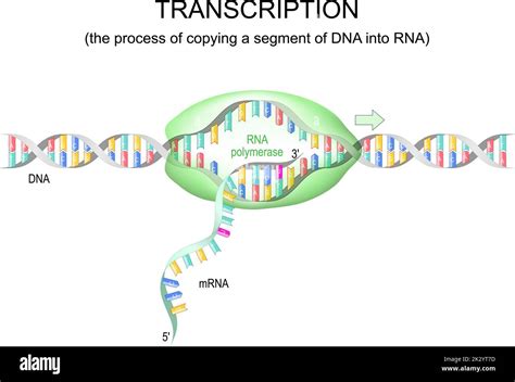 transcription dna to mrna. RNA polymerase for dna replication. vector illustration Stock Vector ...