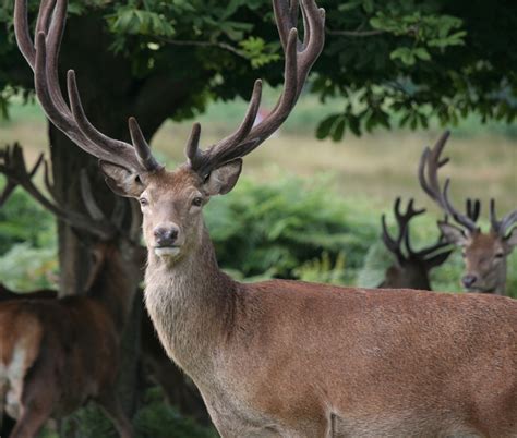 How to Skin a Deer for Taxidermy