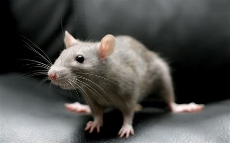 Rat Wallpapers - Wallpaper Cave