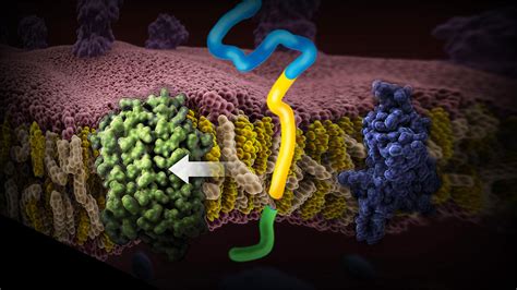 Amyloid-plaque Formation In Cell Photograph by Anatomical Travelogue ...