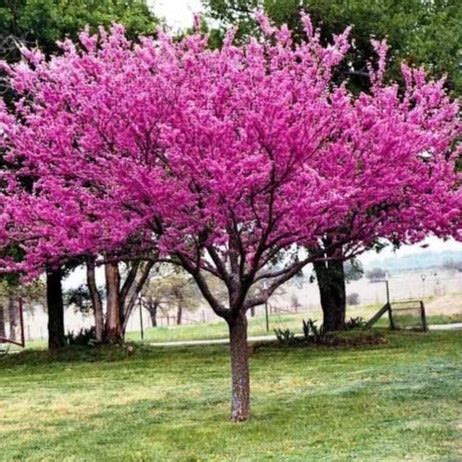 Eastern Redbud | Eastern Redbud Tree for Sale — PlantingTree