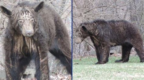 Mange epidemic in Pennsylvania bears under attack by research team - pennlive.com