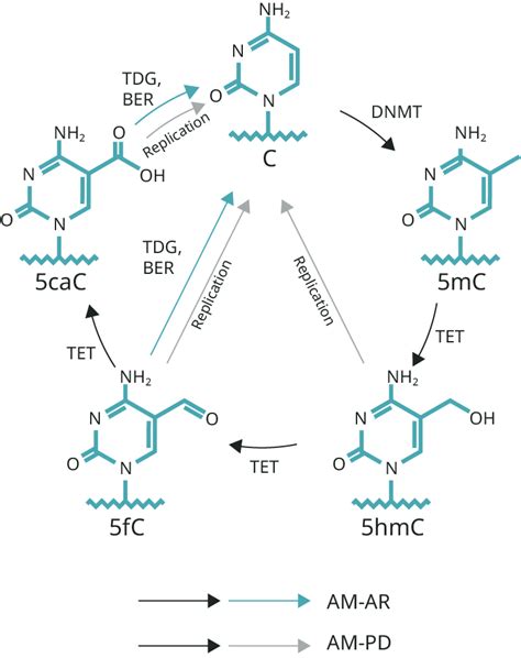 Process Of Dna Methylation