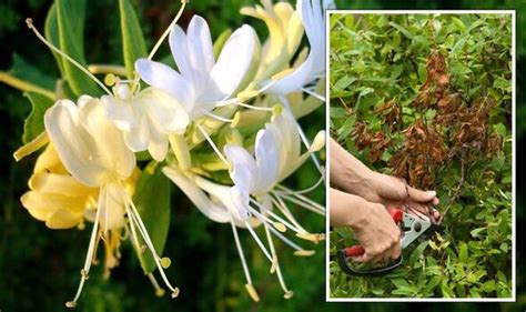 How to prune honeysuckle: Rule to always follow when pruning plants ...