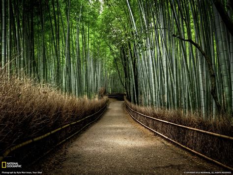 Bamboo Wallpaper 20 - [1600x1200]