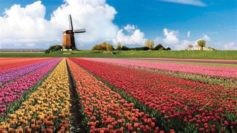 Keukenhof, A Haven of Tulips in Amsterdam, The Netherlands - Traveldigg.com