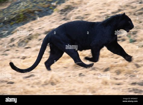 BLACK PANTHER Panthera pardus stalking prey Stock Photo - Alamy