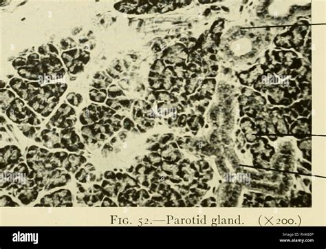 Basic cells in animals hi-res stock photography and images - Alamy