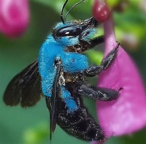 Blue carpenter bee // Patrizia Conde | Insects, Bee, Carpenter bee