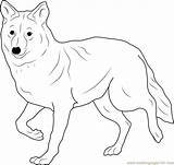 Coyote Coloring Page  Free Pages ColoringPages101com sketch template