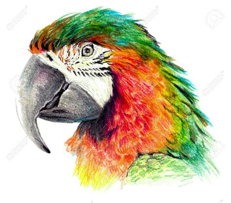 Macaw Bird Drawing