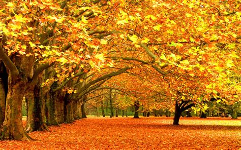 Autumn Tree Wallpapers - Wallpaper Cave