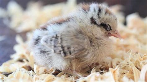 Cute Baby Chicken Sleeping