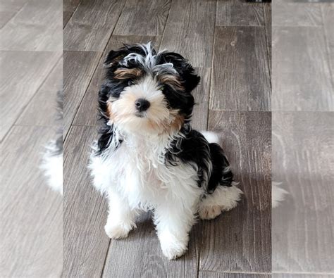 View Ad: Biewer Terrier Puppy for Sale near California, BAKERSFIELD ...